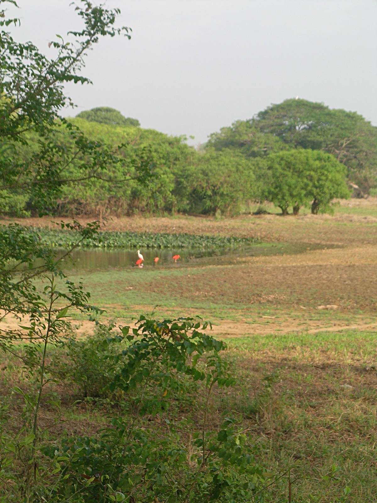 Restless Adventurer Image llanos 09