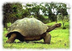 Galapagos Tortoise